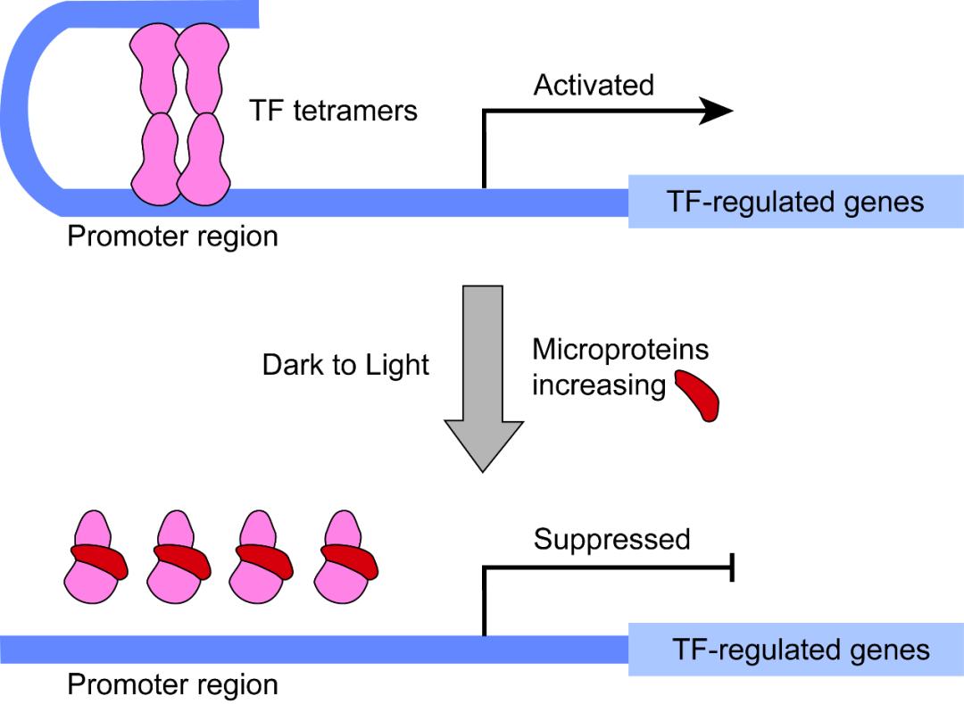 北京大学硕士学位评定委员会,北京大学学士学位评定委员会