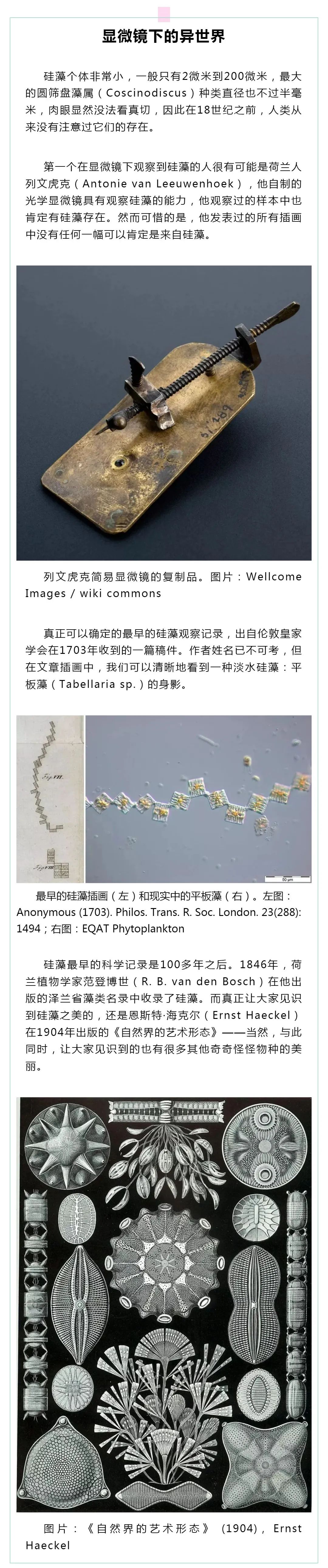 硅藻是孢子植物吗,硅藻是水生生物吗
