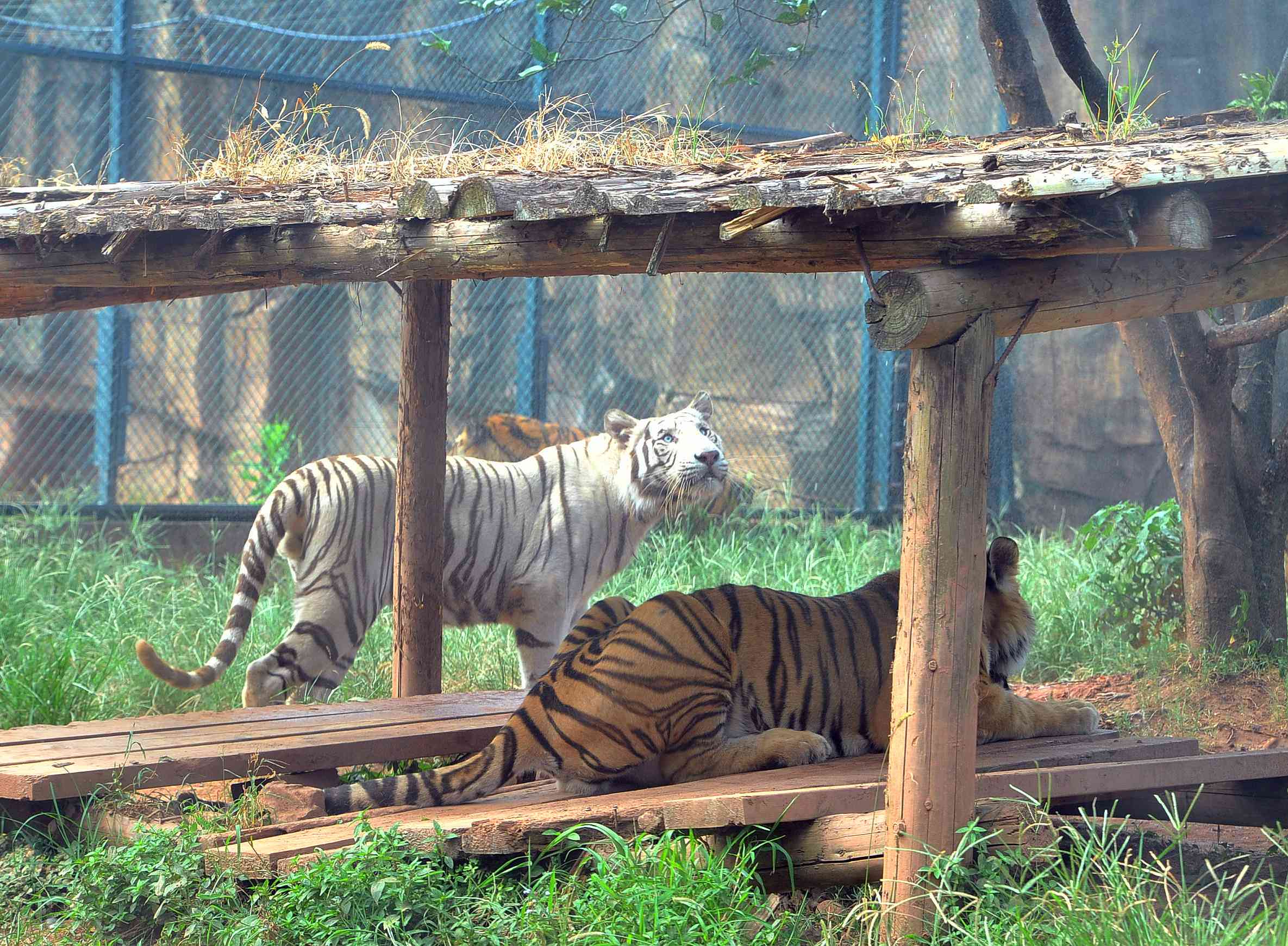 湖南生态动物园老虎,长沙生态动物园有老虎吗