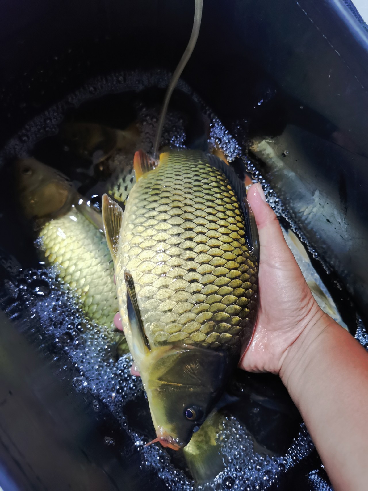 封杆之战决胜局,封竿之战