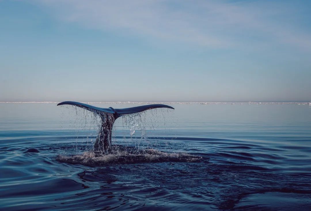 世界上最深的海洋是太平洋吗,太平洋为什么是最大的海洋