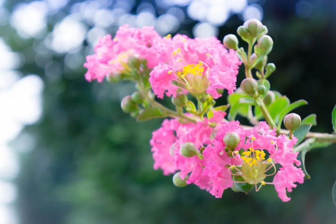 昆明春城秀图片,昆明正宗春城秀