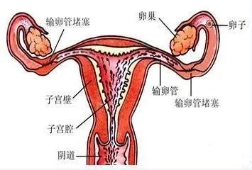 子宫内膜薄还能怀孕吗,子宫内膜很薄了还能怀孕吗