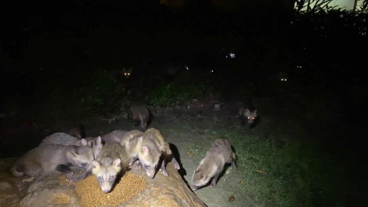 从人貉之争到人貉之和——城市野生动物应被投喂吗？