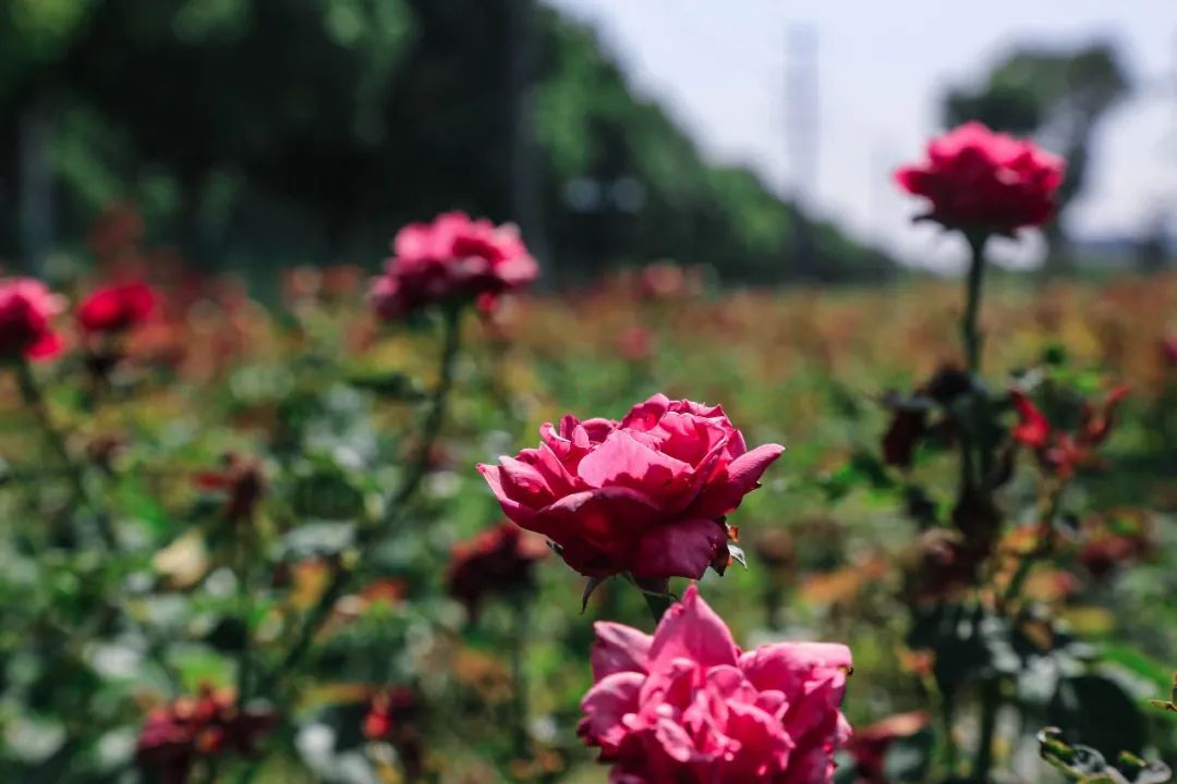 松江小昆山足球场,上海松江大学城足球场