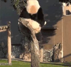 猪蹄和花胶哪个补胶原蛋白高,花胶跟胶原蛋白推荐一样吗