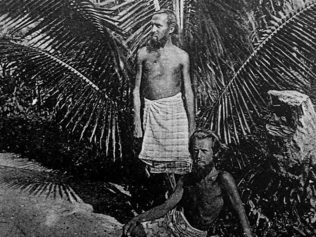 荒岛上只吃椰子可以生存吗,在椰子岛上生存