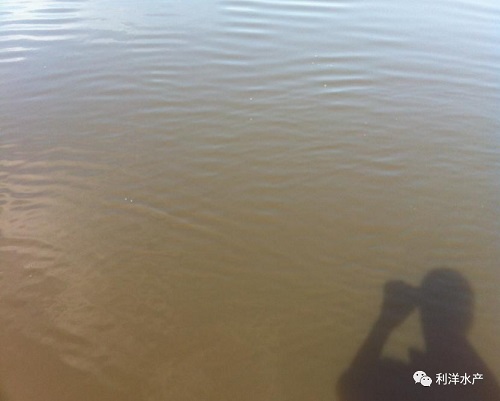 河蟹养殖怎么补菌补藻,河蟹塘倒藻