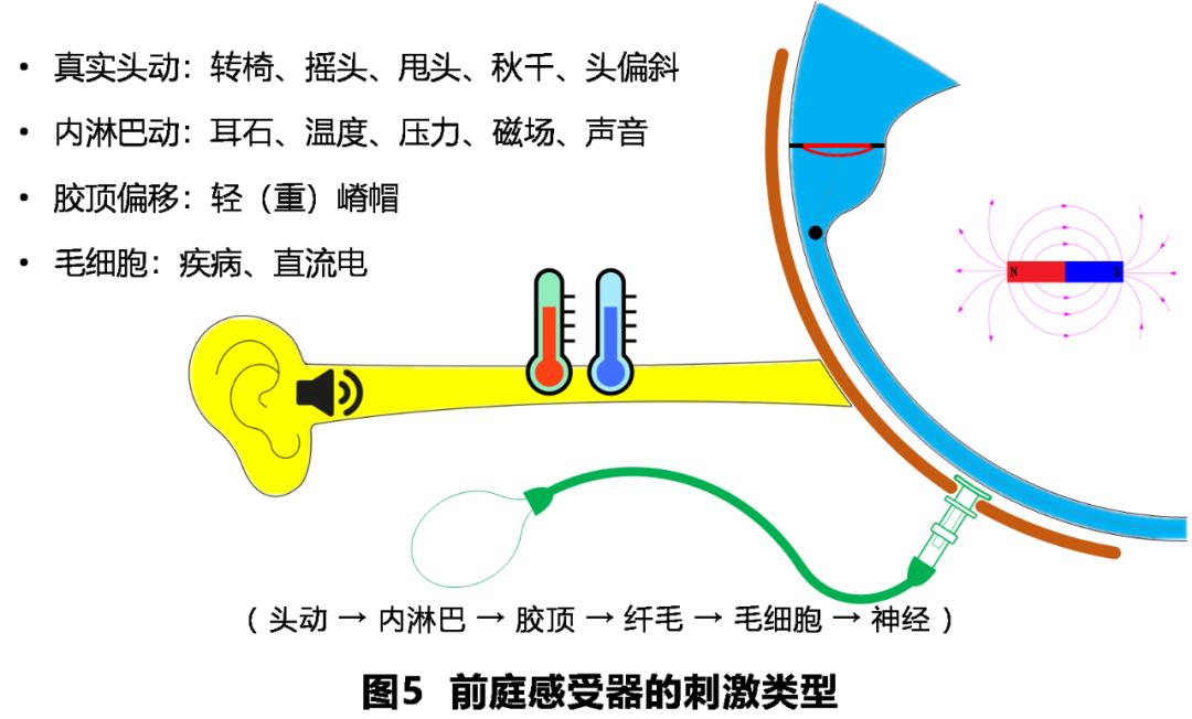 前庭性眩晕百科介绍,周围性眩晕和中枢性眩晕解剖基础
