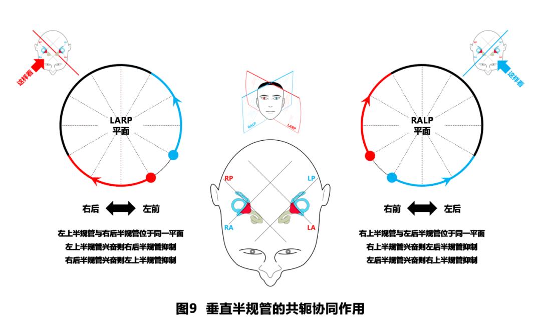 前庭性眩晕百科介绍,周围性眩晕和中枢性眩晕解剖基础