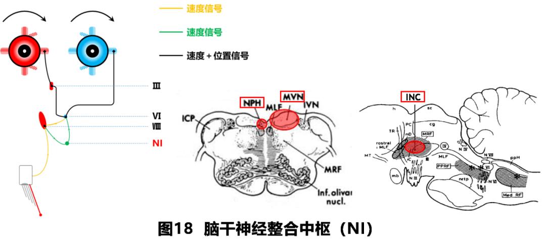 前庭性眩晕百科介绍,周围性眩晕和中枢性眩晕解剖基础