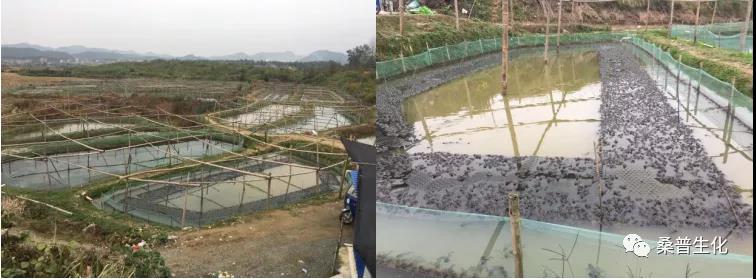 牛蛙养殖技术培训班2021,养殖牛蛙的方法和技术