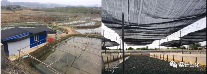 牛蛙养殖技术培训班2021,养殖牛蛙的方法和技术