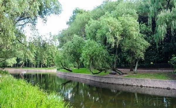 上海共青森林公园,上海共青森林公园花