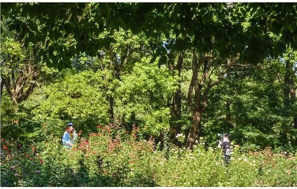 上海共青森林公园,上海共青森林公园花