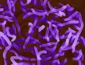 一下放倒5个人,一下吃了大半个榴莲对身体好吗