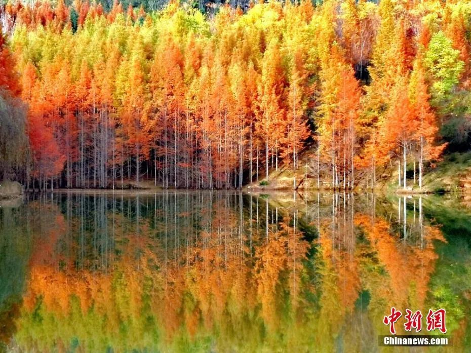 今日白露美句美文,今日白露完整版歌