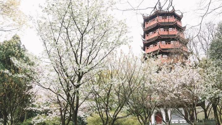 衢州市柯城区府山公园,府山公园最新视频