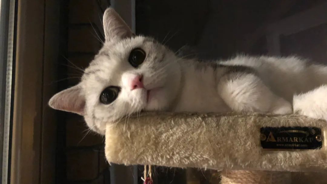 20岁脱发秃头能恢复吗,健身真的会脱发秃头吗