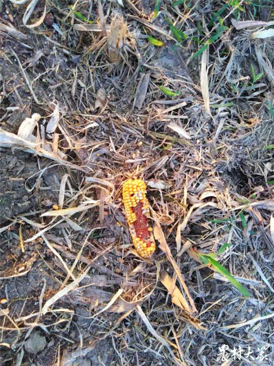 机收玉米损失率,玉米机收损失率超标原因