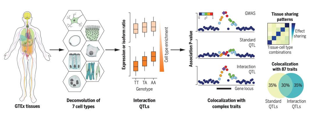 《科学》封面重磅：人类遗传学研究迎来又一重大里程碑！GTEx计划终极一剑，人类基因调控图谱徐徐展开丨科学大发现