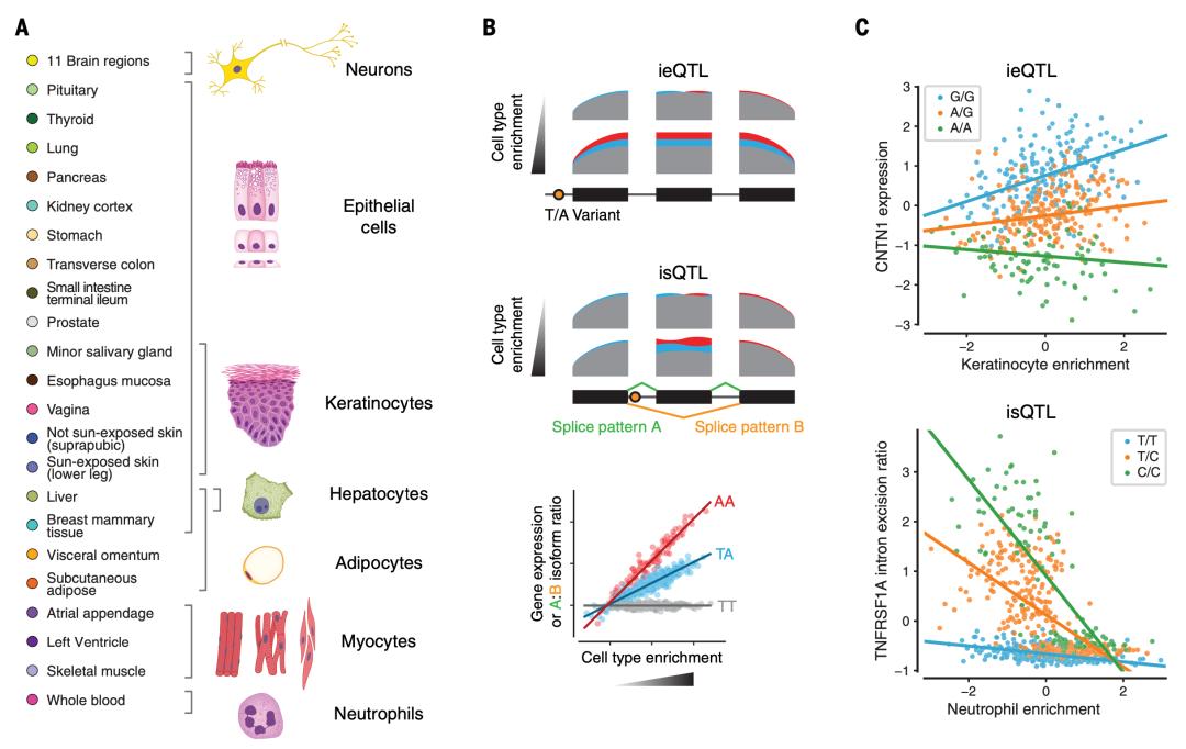 《科学》封面重磅：人类遗传学研究迎来又一重大里程碑！GTEx计划终极一剑，人类基因调控图谱徐徐展开丨科学大发现