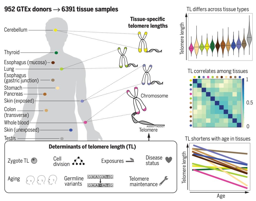 《科学》封面重磅：人类遗传学研究迎来又一重大里程碑！GTEx计划终极一剑，人类基因调控图谱徐徐展开丨科学大发现