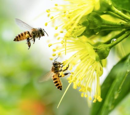 不谨慎被蜂轻轻一「吻」，竟然意识模糊，出现酱油尿