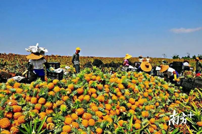 广东水果图片及名称,广东水果图片大全大图