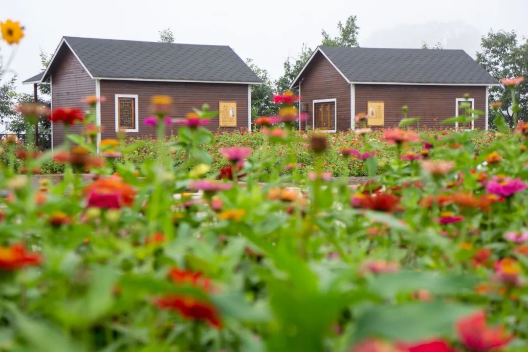 马桥镇这个村，不仅把矿山建成了乐园，还让矿区变成了花海