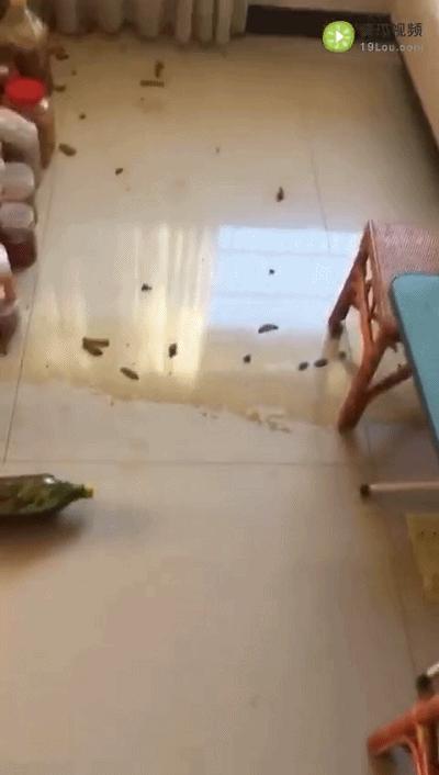 喝酵素对身体到底有哪些健康风险,自制的酵素对人体有什么危害