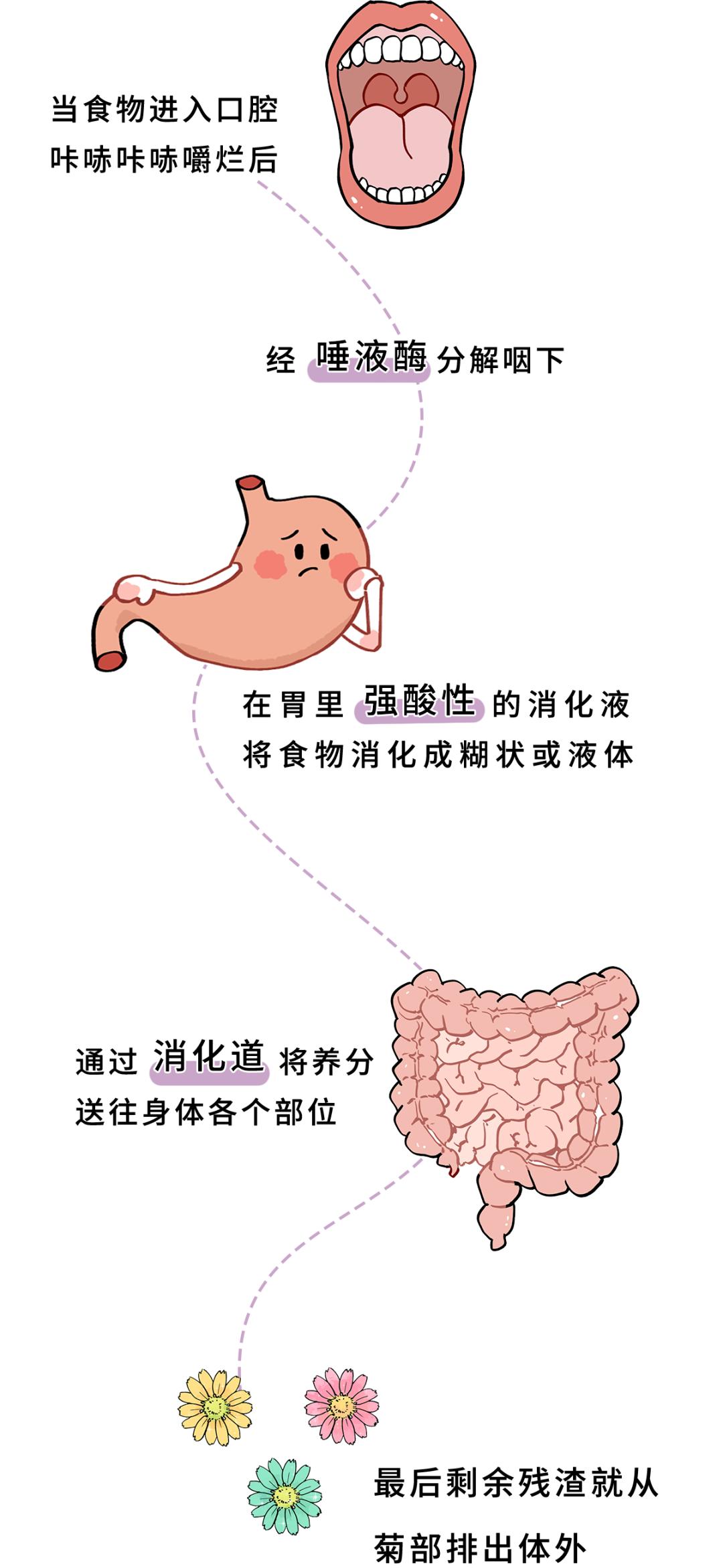 一不谨慎把口香糖吞进肚子里,一不谨慎把口香糖咽了