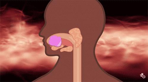 一不谨慎把口香糖吞进肚子里,一不谨慎把口香糖咽了