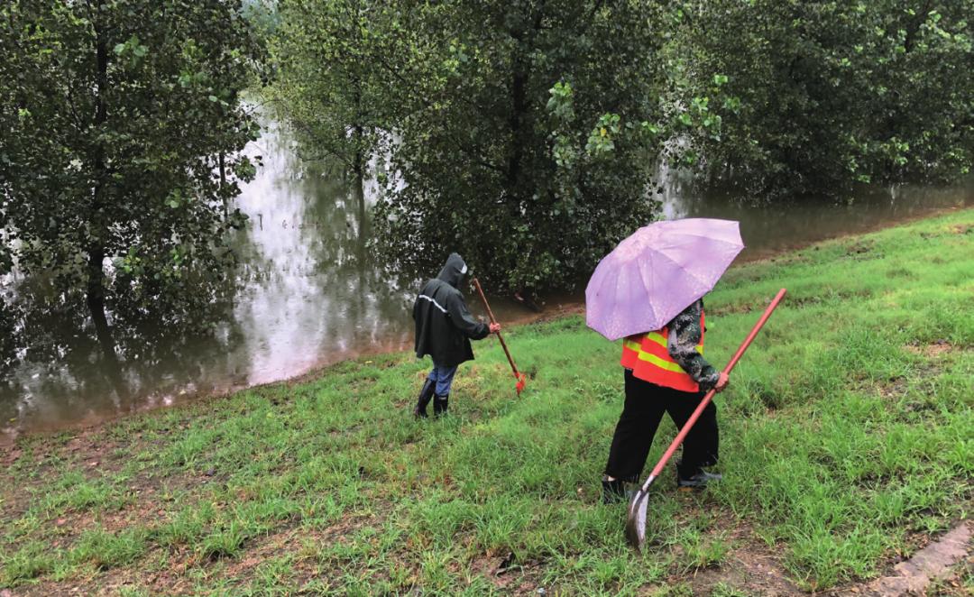 宜昌青年轻霜冻死单根草狂风难毁万木林