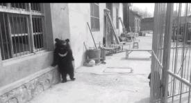 被铁链绑住，注射避孕药，连续伺候几百人后，她挣扎着死去……