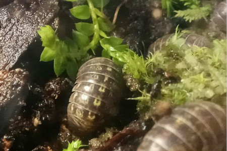 十只鼠妇的实验,昆明9万学生全城找鼠妇做实验