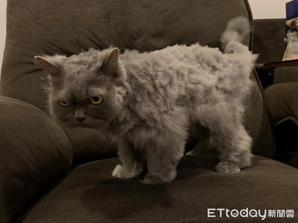 想把毛剪整齐！　天兵爸大动刀害美猫变成灰尘球