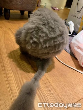 想把毛剪整齐！　天兵爸大动刀害美猫变成灰尘球