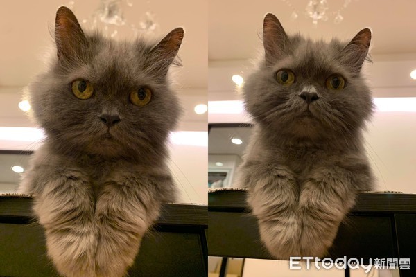 想把毛剪整齐！　天兵爸大动刀害美猫变成灰尘球