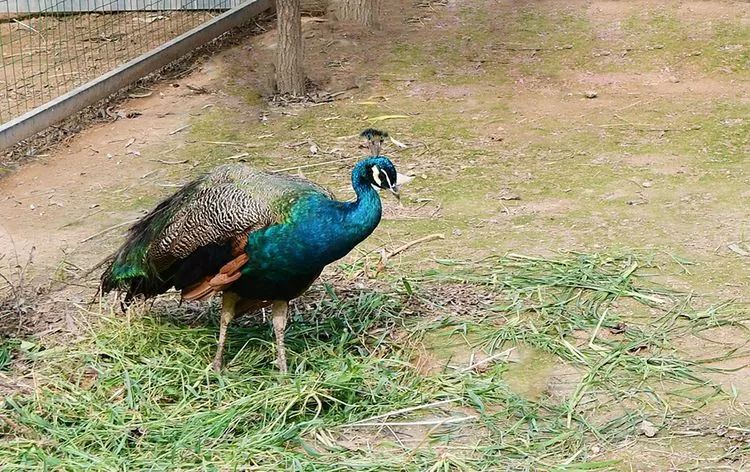 田园孟津｜现代“百果园”月月有果香