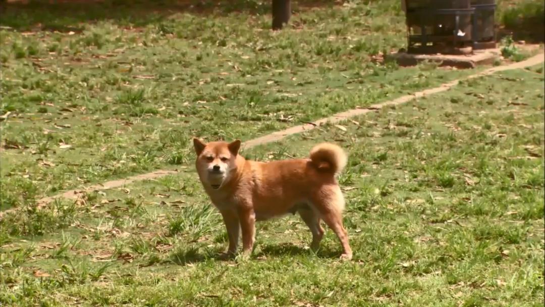 养了十年的狗和出生的婴儿,养了10年的狗和男朋友你选谁