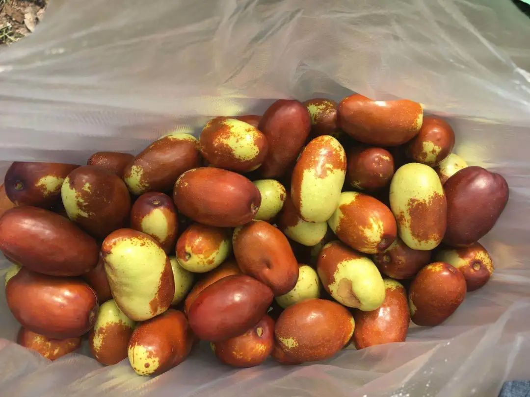 北京最好吃的鱼推荐,京郊哪里的鱼比较好吃