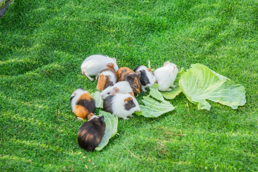 北京最好吃的鱼推荐,京郊哪里的鱼比较好吃