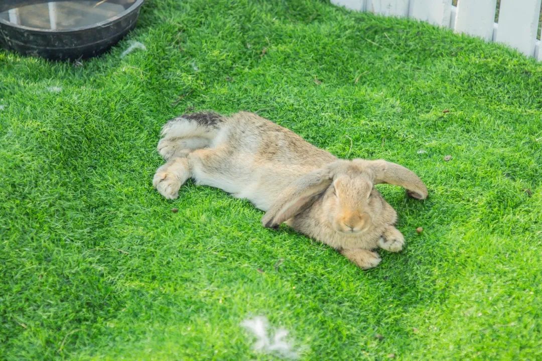 北京最好吃的鱼推荐,京郊哪里的鱼比较好吃