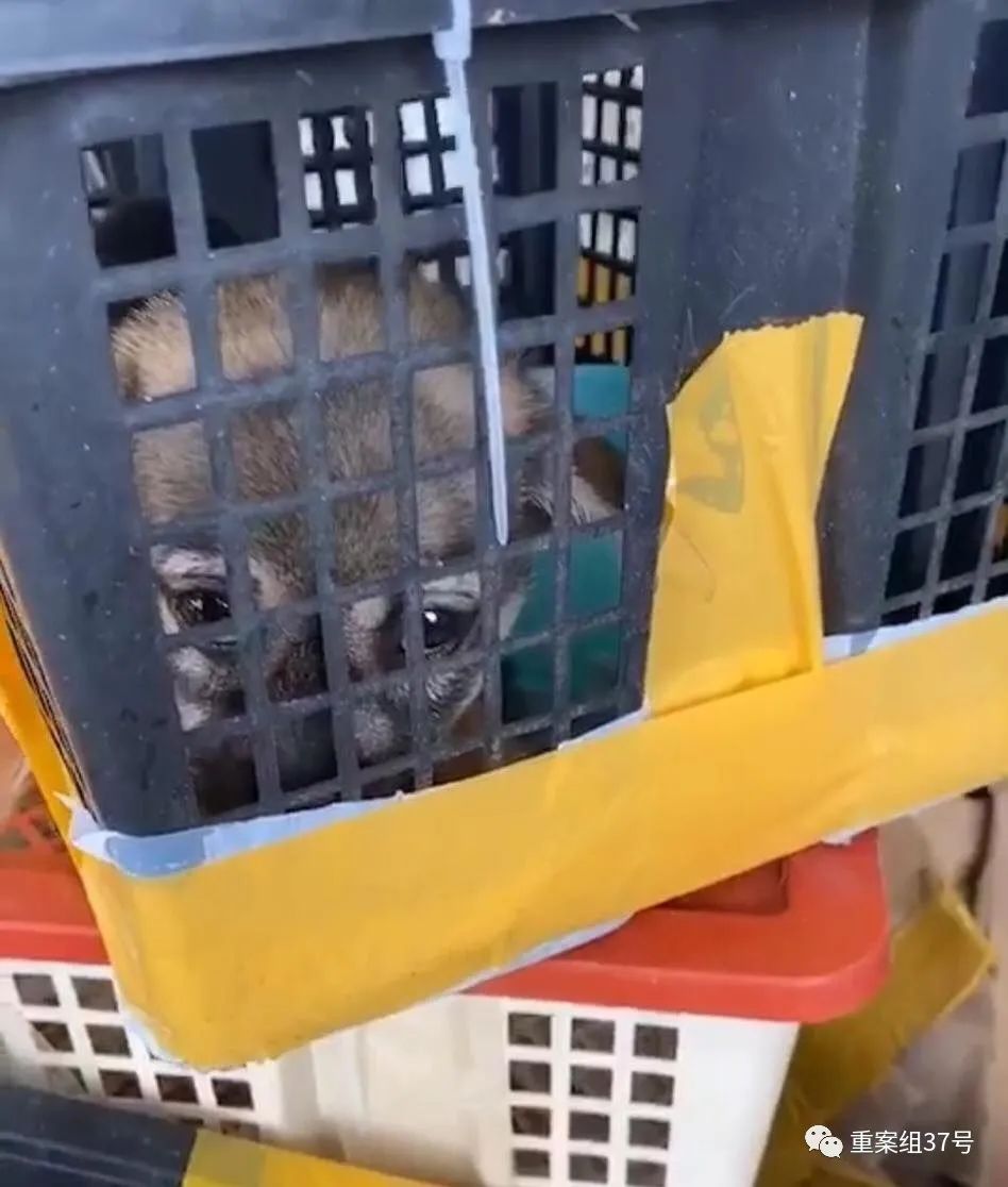 电商能卖活体宠物吗,电商可以卖活体宠物吗