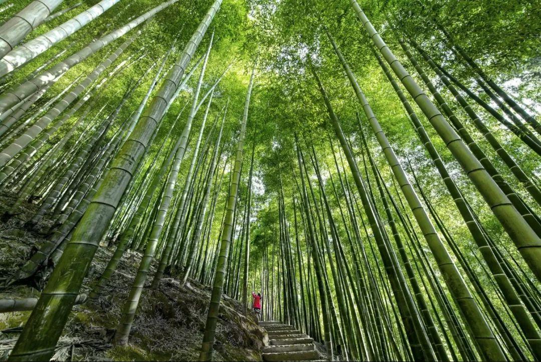 哪些景区接待上海游客多,上海各景区游客排行榜