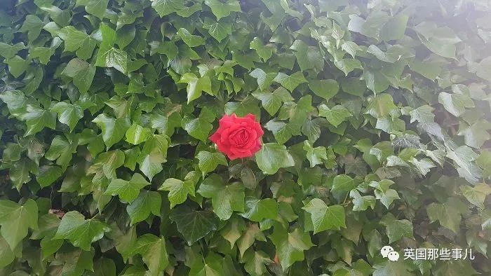 猫头鹰没有眼睛能说话吗,猫头鹰没眼皮