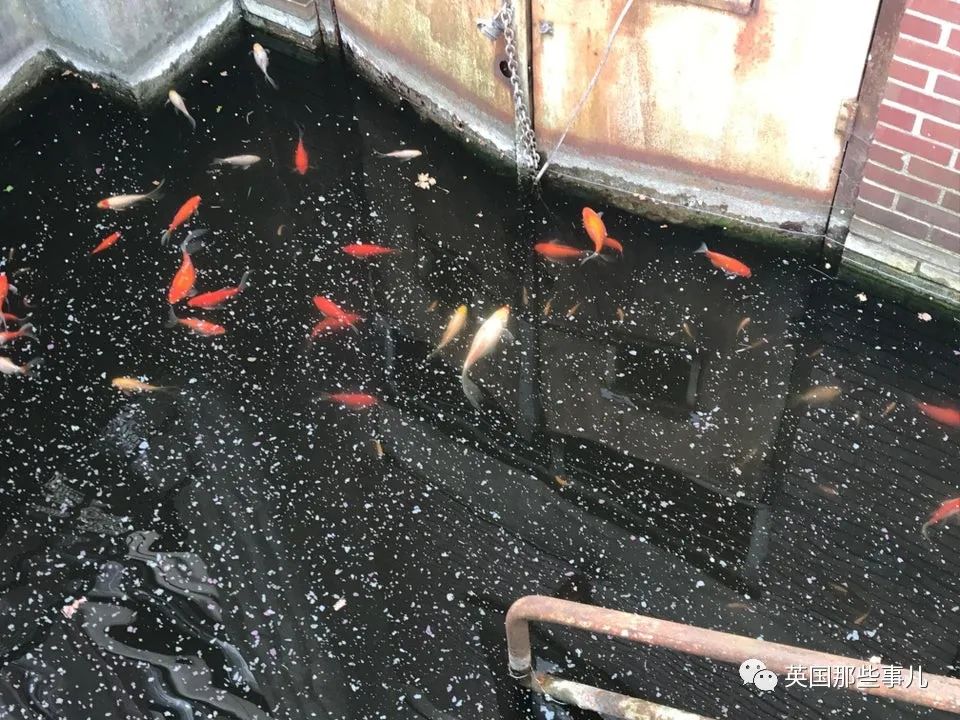 猫头鹰没有眼睛能说话吗,猫头鹰没眼皮