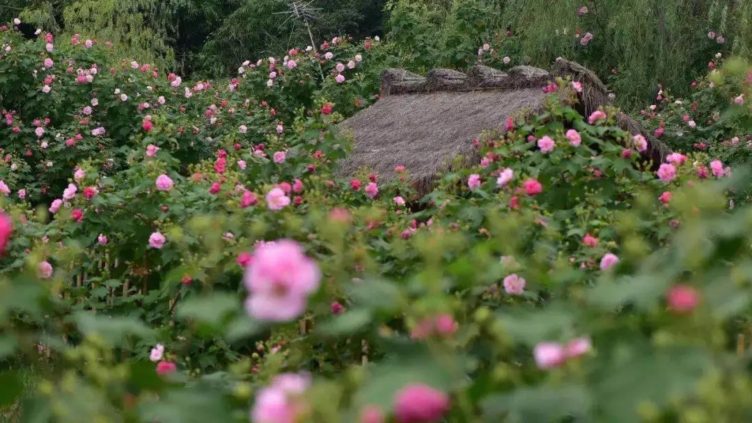 青白江足球场推荐,青白江特色风景