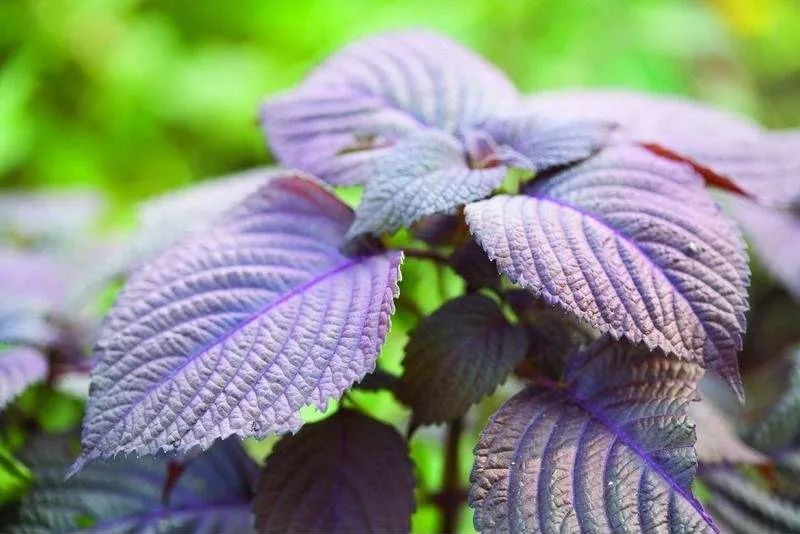 吃蟹后腹痛要吃什么,蟹吃多了会怎样